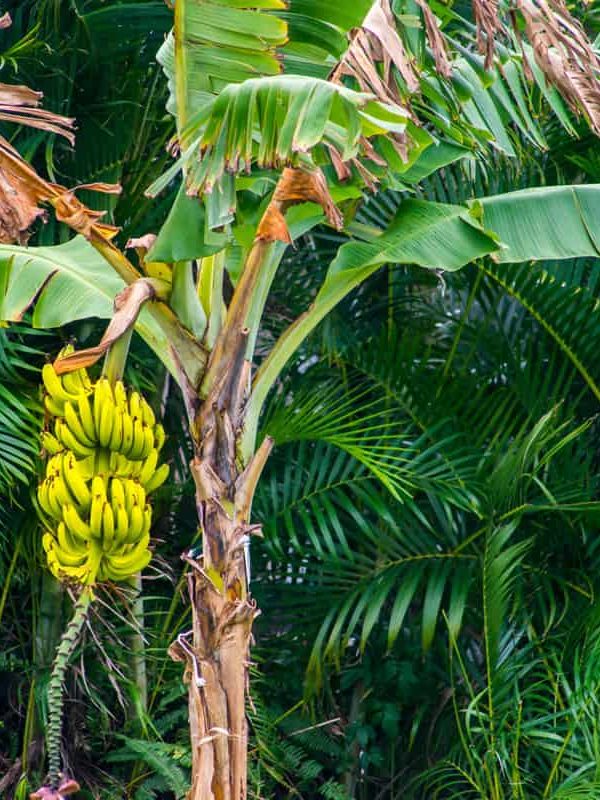 Banana-tree-with-ripe-yellow-banana-bearing