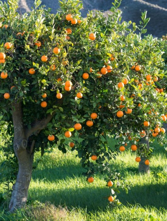 full-tree-of-oranges