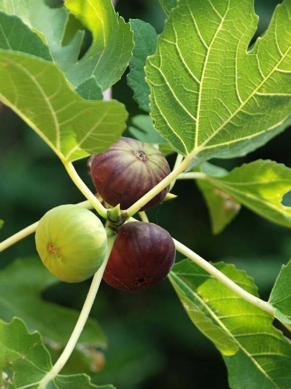 pg-anjeer-plant-800x800