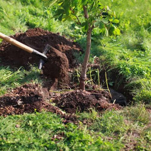 planting-tree-1024x683