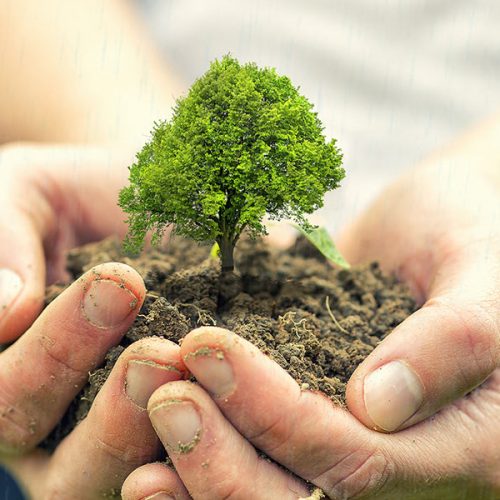 smalltreehandenvironmentcreditShuterstockcom